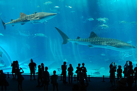 日本大阪海游馆门票