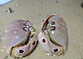 三亚海棠湾后海赶海/半山半岛小东海赶海体验【提供全套赶海工具+专业教练带队指导】