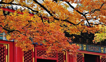 【北京赏秋】香山+颐和园一日游【2-8人赏秋私家团·五环内上门接送.游玩时间更充裕】