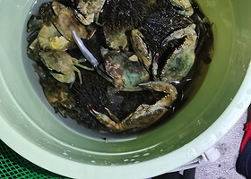 海南陵水南湾码头赶海体验【提供头灯夹子抄网送一个小桶/专业领队手把手指导/赶海收获的海货可连桶一块带走】