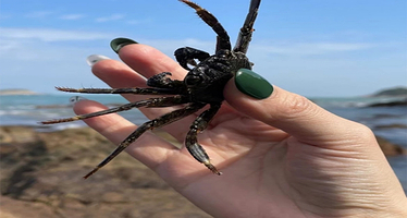 大连金石滩度假区+棒棰岛二日游【体验渔家风情+沉浸式体验原生态的海】