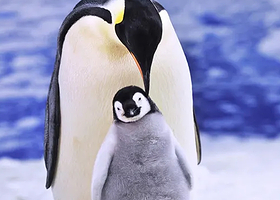 大连东鸡冠山+金石滩度假区+老虎滩海洋公园三日游【坐帆船出海喂海鸥撒欢海洋馆与小海豚大白鲸互动|一家一车3钻】