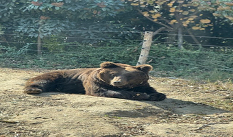 郑州银基动物王国一日游【漯河出发】