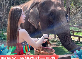野象谷+西双版纳原始森林公园一日游【2-15人小团+森林公园零等待+拒绝购物+邂逅野象+孔雀放飞+组合保险】