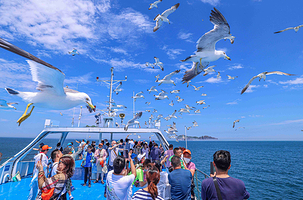 海驴岛一日游【摩天岭索道+海驴岛/鸡鸣岛/神雕山动物园+打卡布鲁维斯号+那香海+海草房【多种套餐随心选】】