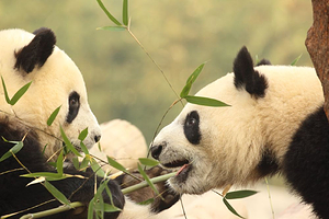 秦岭四宝科学公园+秦岭野生动物园一日游【看网红“七仔”大熊猫，走进动物王国/小车出行，可选包车】