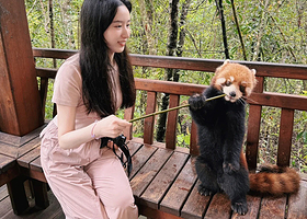 【私家团】普洱国家森林公园+小凹子咖啡庄园一日游丨上门接送丨含门票电瓶车丨喂食小熊猫亲密接触丨咖啡无限畅饮