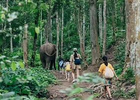 野象谷+西双版纳原始森林公园一日游【2-6人拼小团丨市区酒店接送丨行程自由灵活丨晚出发丨品质纯玩】