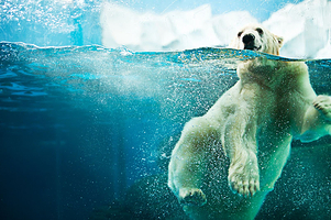 【酒店套餐】（可选人群）成都极地海洋公园单次票+维也纳酒店（成都会展中心海昌极地海洋公园店）1晚