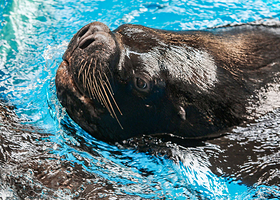 【酒店套餐】武汉极地海洋酒店1晚+双人或3人武汉极地海洋公园无限次入园++极乐汤1次+摩天轮+早餐
