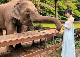 西双版纳原始森林公园+野象谷一日游