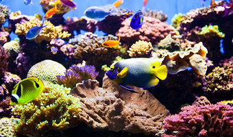 新加坡海洋生态馆一日游【新加坡海洋生态馆门票，旨在激发人们对海洋和水生生物的认识和热爱，乐趣无穷】