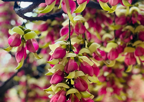 清远+古龙峡网红河谷+云天玻霸或峡道飞车+美林湖温泉2日游+一家一团上门接送+踏青赏禾雀花+油菜花园W02