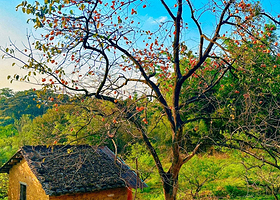 【私家团】韶关新丰樱花峪+桂峰村+云天海温泉原始森林度假村2日游<一家一团+上门接送+春季踏青赏樱花>W06