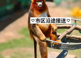 威海西霞口神雕山野生动物园+搁浅货轮布鲁维斯号+那香海钻石沙滩浴场一日游【网红打卡·亲子游·品质团】