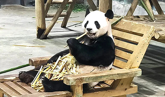 洛阳栾川竹海野生动物园一日游