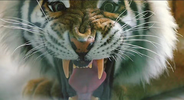 东北虎林园+中央大街+太阳岛+斯大林公园+索菲亚教堂+中华巴洛克【私家小团*纯玩无购物】