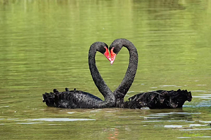 【酒店套餐】梦雅国际酒店（东莞寮步大润发篮球中心店）1晚+东莞香市动物园单次票（可选人群）