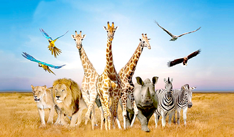 曼谷野生动物世界+海洋世界一日游（Safari World One Day）