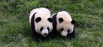 佛坪熊猫谷一日游【汉中出发】