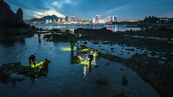 青岛会场赶海园/石老人赶海体验【提供专业赶海工具头灯夹子等/专业领队手把手指导/赶海收获的海货可带走】