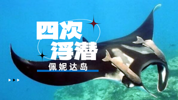 包船浮潜 佩妮达岛【可选 魔鬼鱼湾 或 魔鬼鱼点 浮潜点】