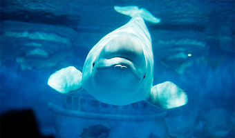 【当日可定，亲子大促】双人海合安天津极地海洋公园2日无限次进出票+酒店 乐园+VIP通道，住天津海洋酒店主题房