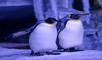 【酒店套餐】2晚连住,海合安天津极地海洋公园2日无限次进出票+VIP通道，住2晚天津海洋酒店