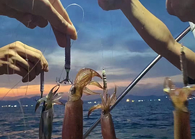 双月湾出海海捕鱼/海钓体验【散拼/包船出海】