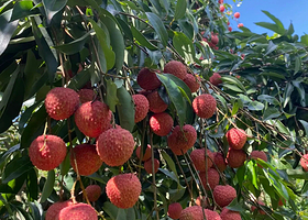 从化溪头村露营地+生态设计小镇一日游【上门接送+溪头古村＋品尝竹筒饭+四季果园摘水果荔枝＋网红鸭洞河溯溪】