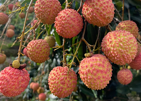 从化溪头村露营地+生态设计小镇一日游【上门接送＋从化溪头村+竹筒饭+摘水果+生态小镇鸭洞河溯溪＋适合家庭游客】