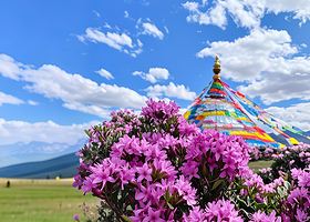 迪庆白水台+哈巴雪山+虎跳峡(香格里拉段)一日游【打卡大经幡·臻选纯玩·8人小团】