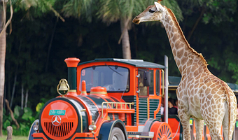 广州长隆野生动物世界+广州长隆国际大马戏一日游