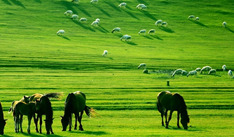 呼伦贝尔额尔古纳国家湿地公园+呼伦贝尔大草原+巴尔虎蒙古部落民俗旅游度假景区三日游【6人小团】