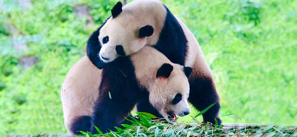 栾川竹海野生动物园一日游【漯河出发】