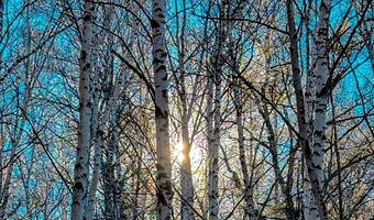 呼伦贝尔阿尔山国家森林公园+呼伦湖+铁木真大汗行营+呼伦贝尔大草原+扎赉诺尔博物馆四日游