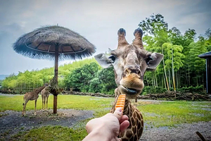 【景区内五钻】湖州长颈鹿庄园酒店1晚+2大1小套票长颈鹿庄园+萌宠乐园+观光车+旅拍|享篝火晚会，酒店玩乐