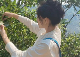 南糯山一日游【采茶制茶深度纯玩+赠送勐巴拉篝火普通票】