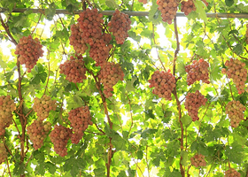 吐鲁番火焰山景区+坎儿井乐园+葡萄沟一日游【可选交河故城/葡萄庄园等 多套餐可选 】