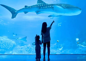 珠海珠海长隆海洋王国一日游【广州出发+天天发团+珍稀海洋动物+游乐机动项目+烟花汇演+大巡游】