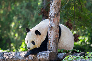 八达岭野生动物世界+八达岭古长城(残长城)一日游【野生动物与古老长城之旅 Wu】