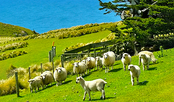 基督城植物园一日游【基督城观光、羊群、葡萄酒和午餐一日游】