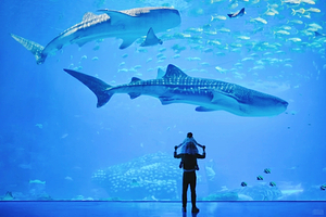 【私家团】珠海长隆海洋王国一天游 <玩8大主题乐园/海洋动物表演/机动游戏/烟花幻彩/企鹅馆>广州出发