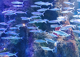 【酒店套餐】荆州小梅沙海洋馆单次票（可选人群）+欣禧酒店（荆州吾悦广场店）1晚