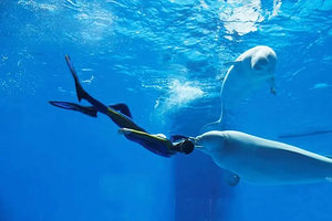 【住宿+门票】维也纳酒店（成都会展中心海昌极地海洋公园店）住1晚+2张海合安成都极地海洋公园门票+2人早餐