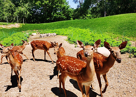 【酒店套餐】北京野生动物园单次票（可选人群）+喆啡酒店（固安北京大兴国际机场店）1晚