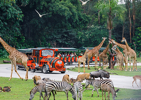 【酒店套票】广州长隆/熊猫/香江酒店1-2晚+无限畅玩动物世界/欢乐世界/飞鸟乐园/水上乐园可选马戏/晚餐套票