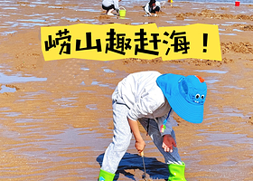 【拼小团】青岛崂山风景区+会场赶海园+青山渔村+环海公路一日游【原生滩涂/真实赶海体验】