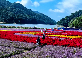 【私家团】南平静修小镇避暑玩水溯溪+从化石门森林公园四季花海一天游<情侣&家庭&亲子优选>深圳出发+从化7线