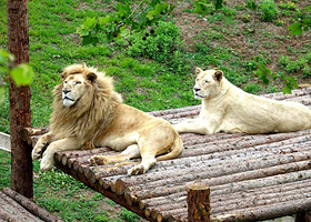 【酒店套餐】南宁动物园单次票（可选人群）+维也纳国际酒店（南宁广西大学动物园地铁站店）1晚